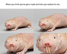 4molerats